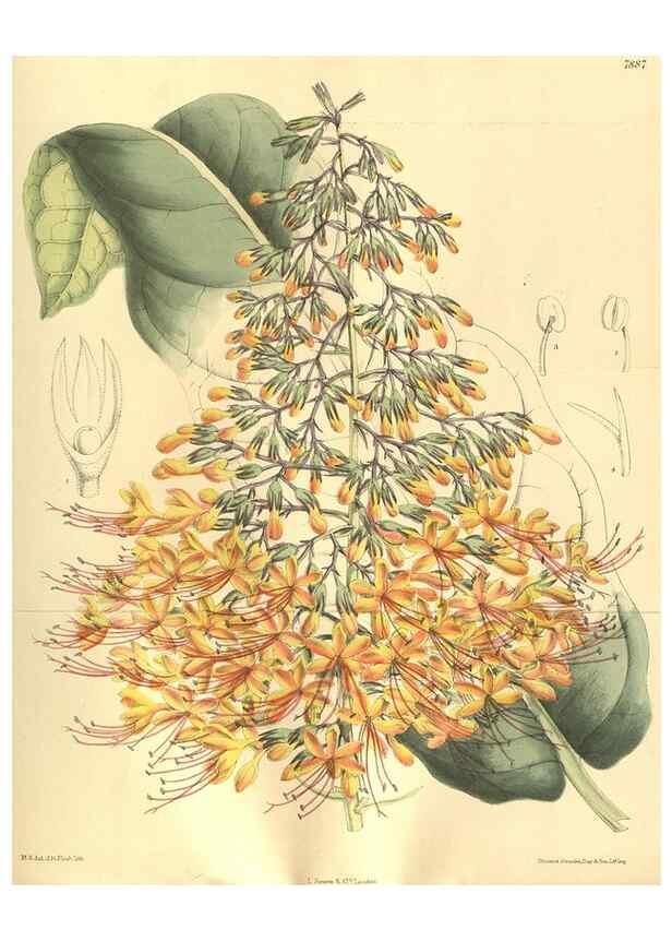 Reproducción/Reproduction 35841106981: Curtis's botanical magazine.. London ; New York [etc.] :Academic Press [etc.]