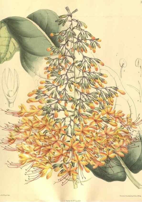 Reproducción/Reproduction 35841106981: Curtis's botanical magazine.. London ; New York [etc.] :Academic Press [etc.]