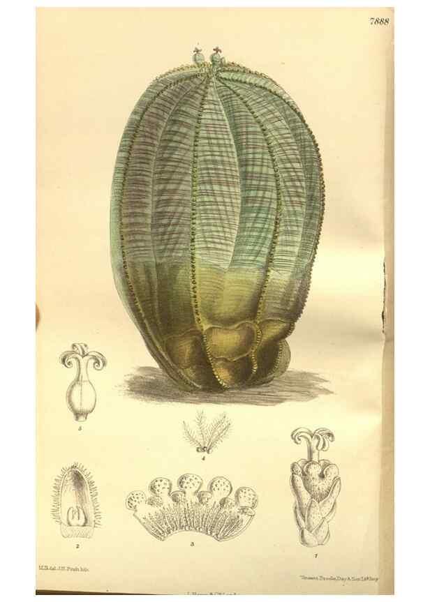 Reproducción/Reproduction 35841110431: Curtis's botanical magazine.. London ; New York [etc.] :Academic Press [etc.]