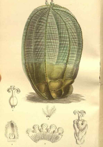 Reproducción/Reproduction 35841110431: Curtis's botanical magazine.. London ; New York [etc.] :Academic Press [etc.]