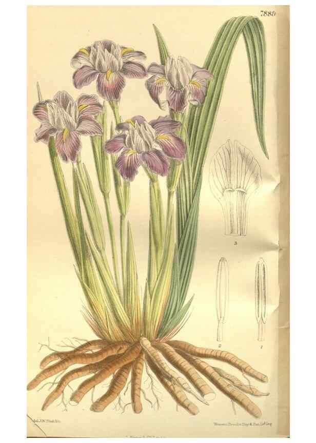 Reproducción/Reproduction 35133831544: Curtis's botanical magazine.. London ; New York [etc.] :Academic Press [etc.]