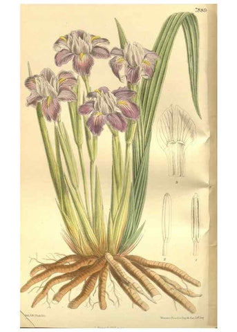 Reproducción/Reproduction 35133831544: Curtis's botanical magazine.. London ; New York [etc.] :Academic Press [etc.]