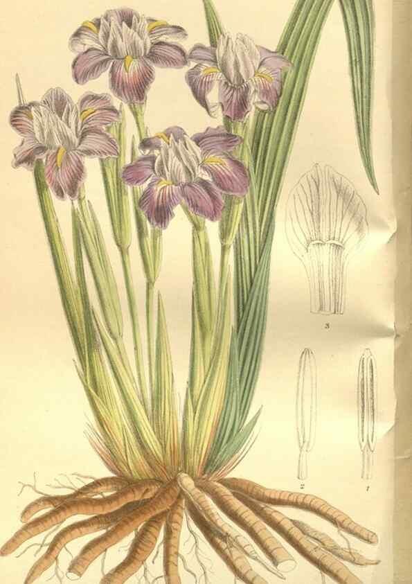 Reproducción/Reproduction 35133831544: Curtis's botanical magazine.. London ; New York [etc.] :Academic Press [etc.]
