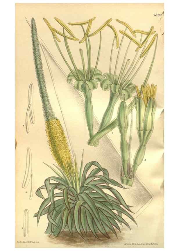 Reproducción/Reproduction 35802974262: Curtis's botanical magazine.. London ; New York [etc.] :Academic Press [etc.]