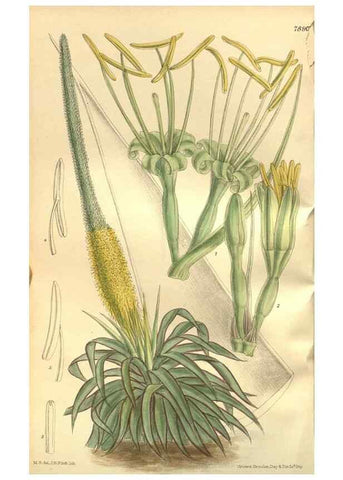 Reproducción/Reproduction 35802974262: Curtis's botanical magazine.. London ; New York [etc.] :Academic Press [etc.]