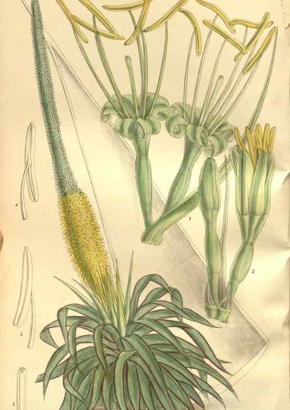 Reproducción/Reproduction 35802974262: Curtis's botanical magazine.. London ; New York [etc.] :Academic Press [etc.]