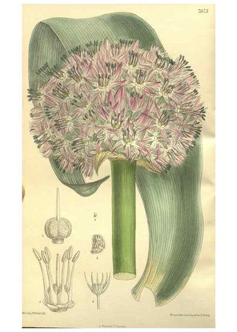 Reproducción/Reproduction 35932361166: Curtis's botanical magazine.. London ; New York [etc.] :Academic Press [etc.]