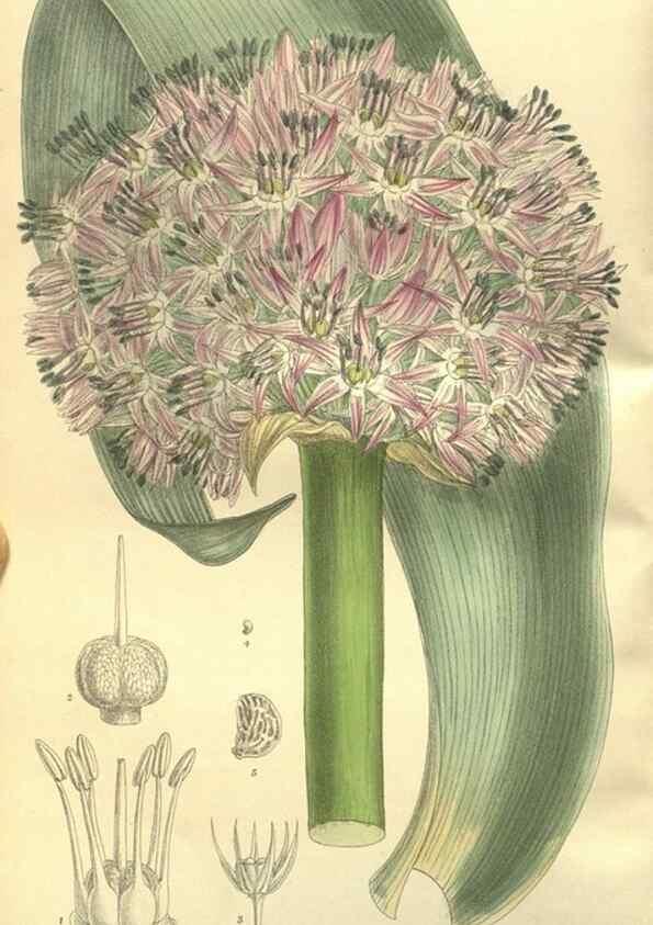 Reproducción/Reproduction 35932361166: Curtis's botanical magazine.. London ; New York [etc.] :Academic Press [etc.]