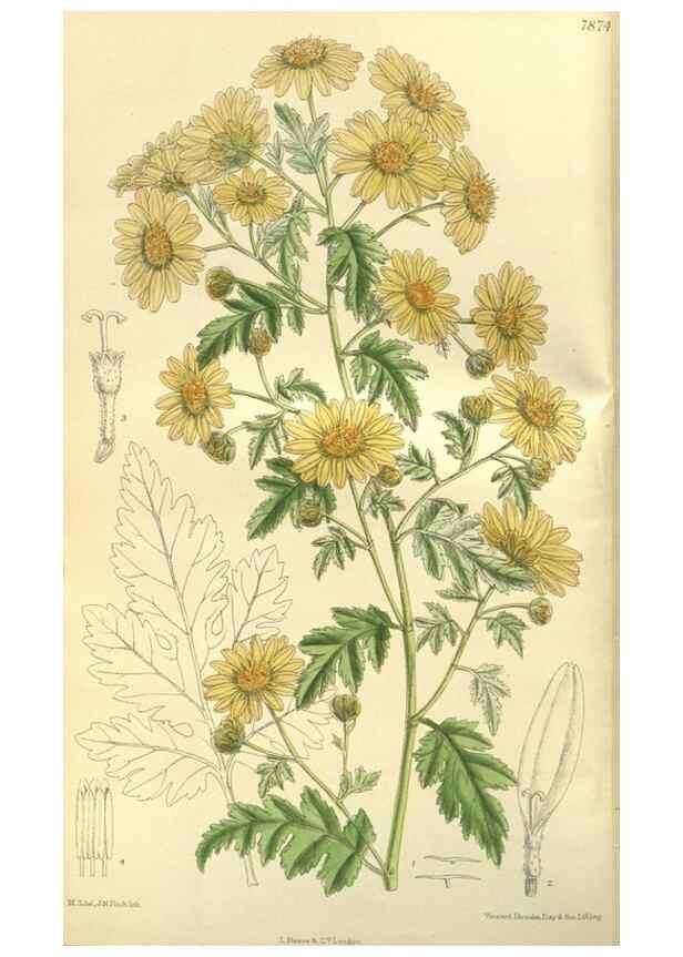 Reproducción/Reproduction 35932358496: Curtis's botanical magazine.. London ; New York [etc.] :Academic Press [etc.]