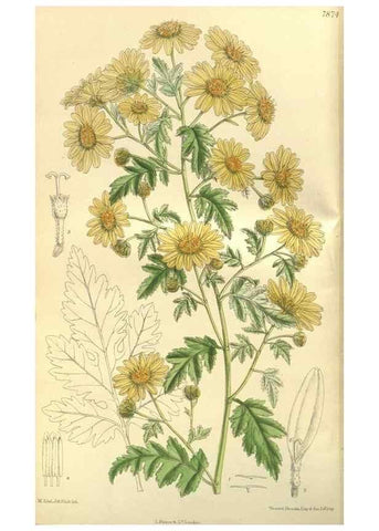 Reproducción/Reproduction 35932358496: Curtis's botanical magazine.. London ; New York [etc.] :Academic Press [etc.]