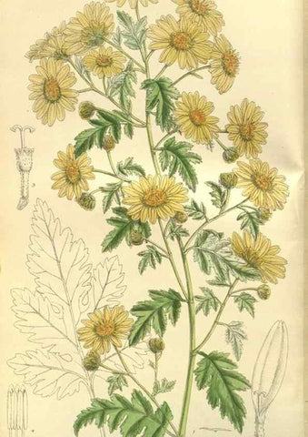 Reproducción/Reproduction 35932358496: Curtis's botanical magazine.. London ; New York [etc.] :Academic Press [etc.]