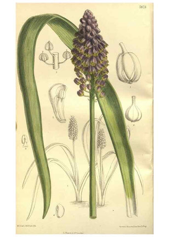 Reproducción/Reproduction 35932355476: Curtis's botanical magazine.. London ; New York [etc.] :Academic Press [etc.]