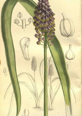 Reproducción/Reproduction 35932355476: Curtis's botanical magazine.. London ; New York [etc.] :Academic Press [etc.]