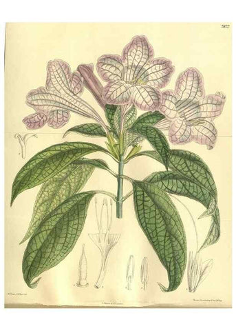 Reproducción/Reproduction 35932352546: Curtis's botanical magazine.. London ; New York [etc.] :Academic Press [etc.]