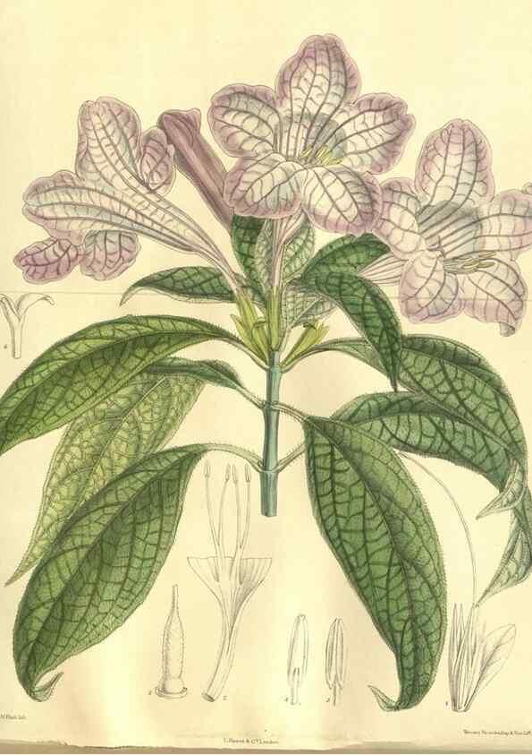 Reproducción/Reproduction 35932352546: Curtis's botanical magazine.. London ; New York [etc.] :Academic Press [etc.]