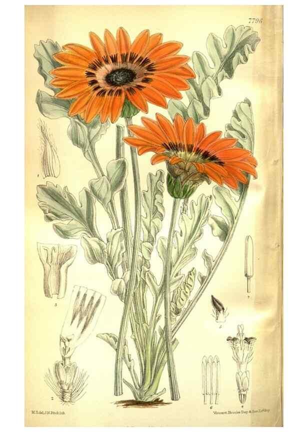 Reproducción/Reproduction 35931933006: Curtis's botanical magazine.. London ; New York [etc.] :Academic Press [etc.]