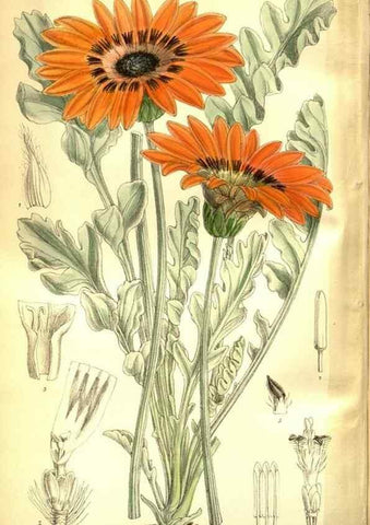 Reproducción/Reproduction 35931933006: Curtis's botanical magazine.. London ; New York [etc.] :Academic Press [etc.]