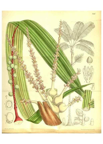 Reproducción/Reproduction 35931934676: Curtis's botanical magazine.. London ; New York [etc.] :Academic Press [etc.]