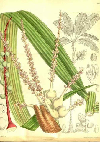 Reproducción/Reproduction 35931934676: Curtis's botanical magazine.. London ; New York [etc.] :Academic Press [etc.]