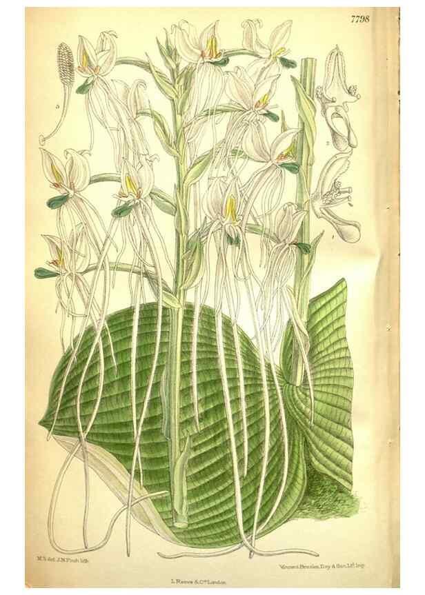 Reproducción/Reproduction 35931937276: Curtis's botanical magazine.. London ; New York [etc.] :Academic Press [etc.]