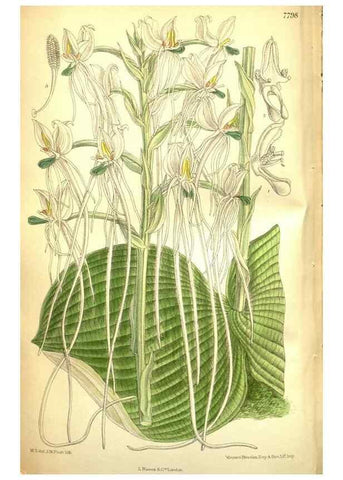 Reproducción/Reproduction 35931937276: Curtis's botanical magazine.. London ; New York [etc.] :Academic Press [etc.]