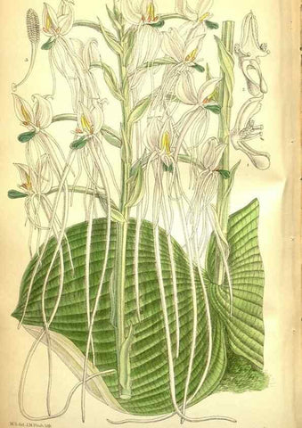 Reproducción/Reproduction 35931937276: Curtis's botanical magazine.. London ; New York [etc.] :Academic Press [etc.]