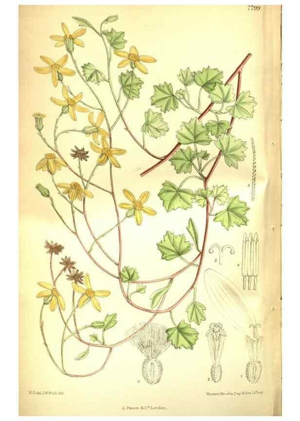Reproducción/Reproduction 35931939226: Curtis's botanical magazine.. London ; New York [etc.] :Academic Press [etc.]