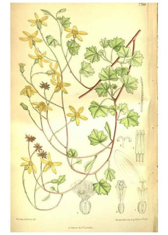 Reproducción/Reproduction 35931939226: Curtis's botanical magazine.. London ; New York [etc.] :Academic Press [etc.]