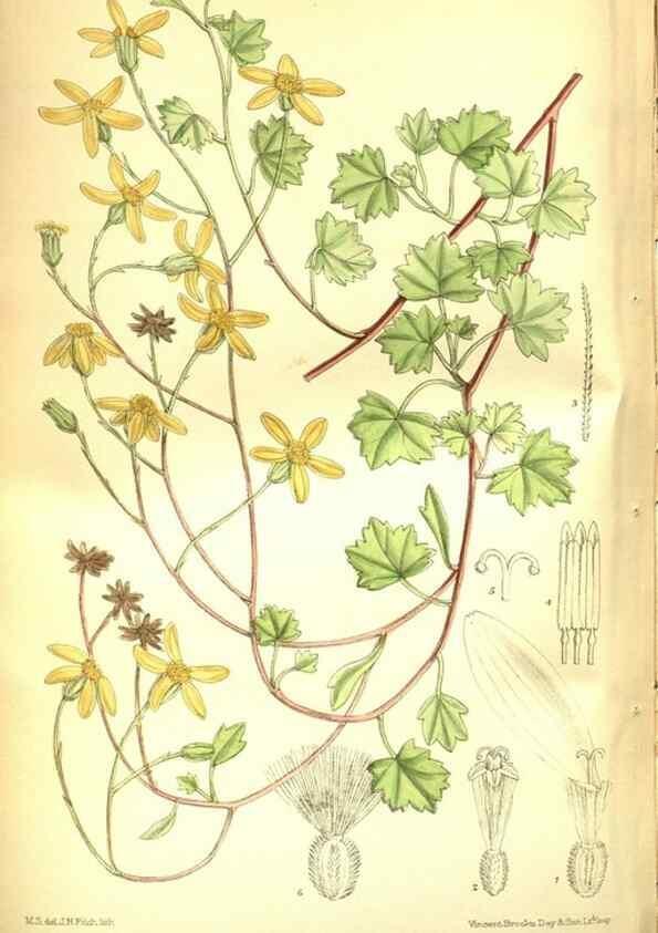 Reproducción/Reproduction 35931939226: Curtis's botanical magazine.. London ; New York [etc.] :Academic Press [etc.]