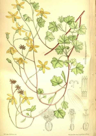 Reproducción/Reproduction 35931939226: Curtis's botanical magazine.. London ; New York [etc.] :Academic Press [etc.]