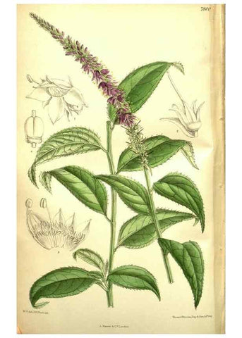 Reproducción/Reproduction 35931940896: Curtis's botanical magazine.. London ; New York [etc.] :Academic Press [etc.]