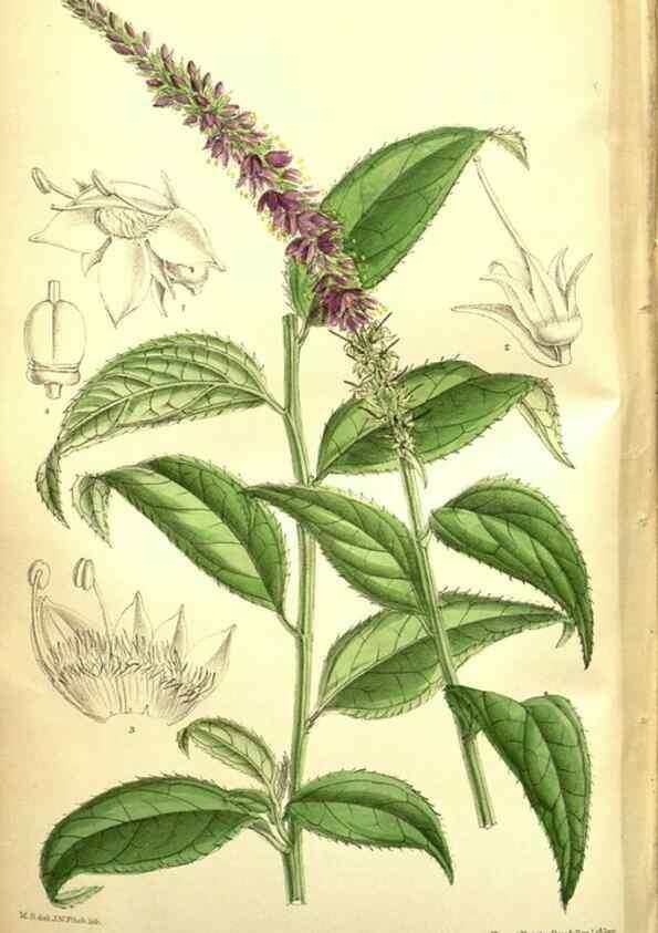Reproducción/Reproduction 35931940896: Curtis's botanical magazine.. London ; New York [etc.] :Academic Press [etc.]