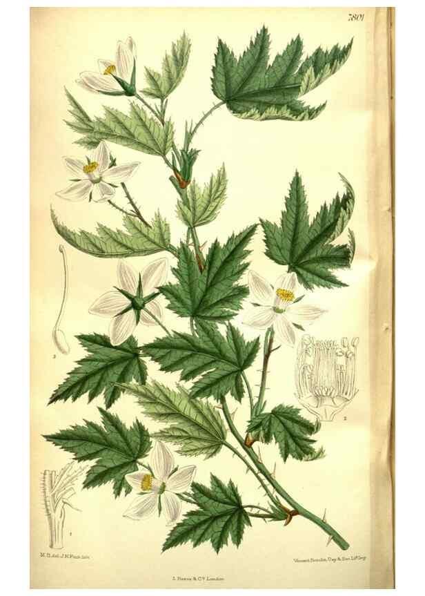 Reproducción/Reproduction 35931942896: Curtis's botanical magazine.. London ; New York [etc.] :Academic Press [etc.]