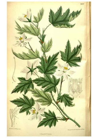 Reproducción/Reproduction 35931942896: Curtis's botanical magazine.. London ; New York [etc.] :Academic Press [etc.]