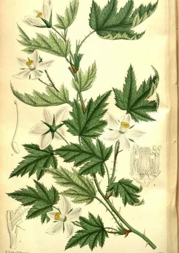Reproducción/Reproduction 35931942896: Curtis's botanical magazine.. London ; New York [etc.] :Academic Press [etc.]