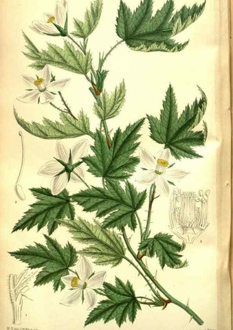 Reproducción/Reproduction 35931942896: Curtis's botanical magazine.. London ; New York [etc.] :Academic Press [etc.]