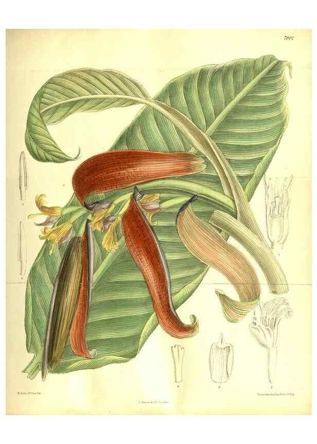 Reproducción/Reproduction 35931945596: Curtis's botanical magazine.. London ; New York [etc.] :Academic Press [etc.]