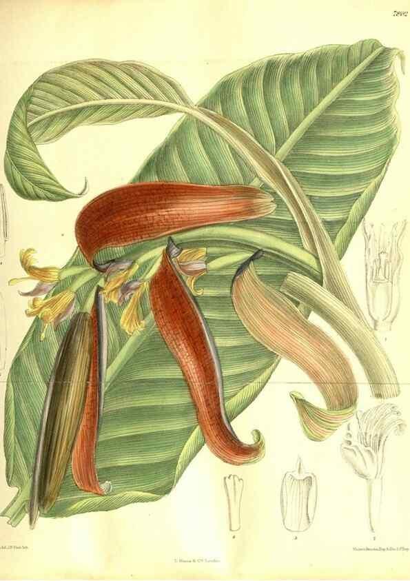 Reproducción/Reproduction 35931945596: Curtis's botanical magazine.. London ; New York [etc.] :Academic Press [etc.]