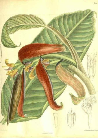 Reproducción/Reproduction 35931945596: Curtis's botanical magazine.. London ; New York [etc.] :Academic Press [etc.]