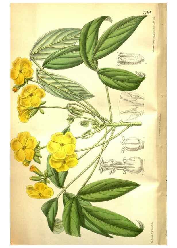 Reproducción/Reproduction 35584384690: Curtis's botanical magazine.. London ; New York [etc.] :Academic Press [etc.]