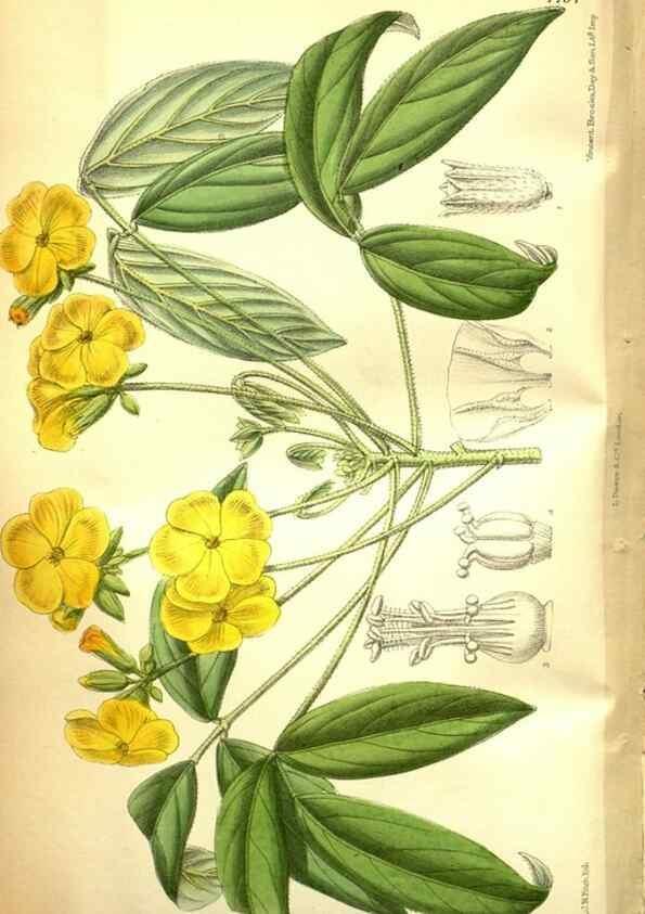 Reproducción/Reproduction 35584384690: Curtis's botanical magazine.. London ; New York [etc.] :Academic Press [etc.]