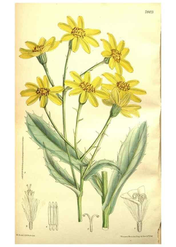 Reproducción/Reproduction 35973415215: Curtis's botanical magazine.. London ; New York [etc.] :Academic Press [etc.]