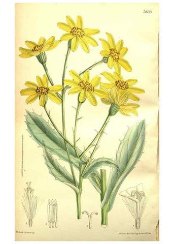 Reproducción/Reproduction 35973415215: Curtis's botanical magazine.. London ; New York [etc.] :Academic Press [etc.]