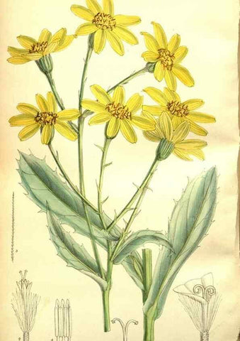 Reproducción/Reproduction 35973415215: Curtis's botanical magazine.. London ; New York [etc.] :Academic Press [etc.]