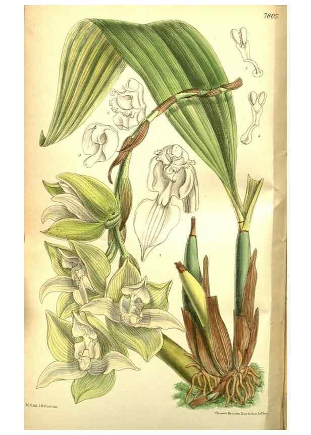 Reproducción/Reproduction 35133461014: Curtis's botanical magazine.. London ; New York [etc.] :Academic Press [etc.]