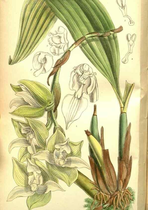 Reproducción/Reproduction 35133461014: Curtis's botanical magazine.. London ; New York [etc.] :Academic Press [etc.]