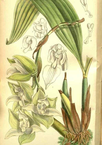 Reproducción/Reproduction 35133461014: Curtis's botanical magazine.. London ; New York [etc.] :Academic Press [etc.]