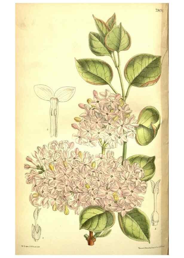 Reproducción/Reproduction 35133464344: Curtis's botanical magazine.. London ; New York [etc.] :Academic Press [etc.]