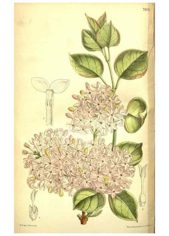 Reproducción/Reproduction 35133464344: Curtis's botanical magazine.. London ; New York [etc.] :Academic Press [etc.]