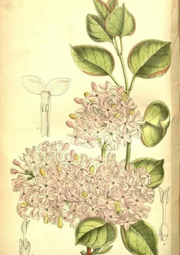 Reproducción/Reproduction 35133464344: Curtis's botanical magazine.. London ; New York [etc.] :Academic Press [etc.]